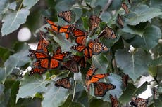 Descenso dramático en el conteo de mariposas monarca se acerca a mínimo histórico de 30 años