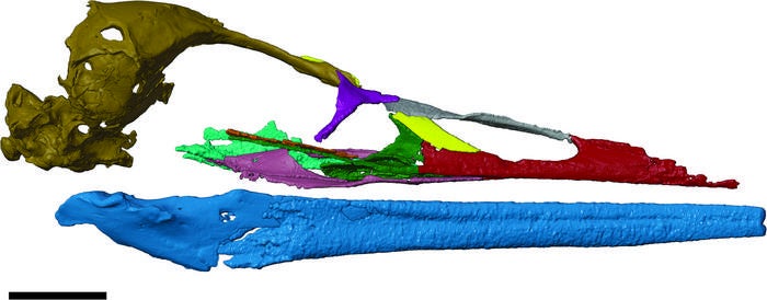 Una reconstrucción digital de ˈVegavis iaaiˈ, que habitó la Tierra hace 69 millones de años, resalta su distintivo pico alargado. Sus características únicas la distinguen de las aves acuáticas modernas