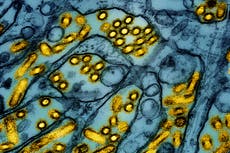 Nueva York cierra temporalmente mercados de aves tras detectar casos de gripe aviar