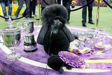 La exhibición canina del Westminster Kennel Club vuelve al Madison Square Garden