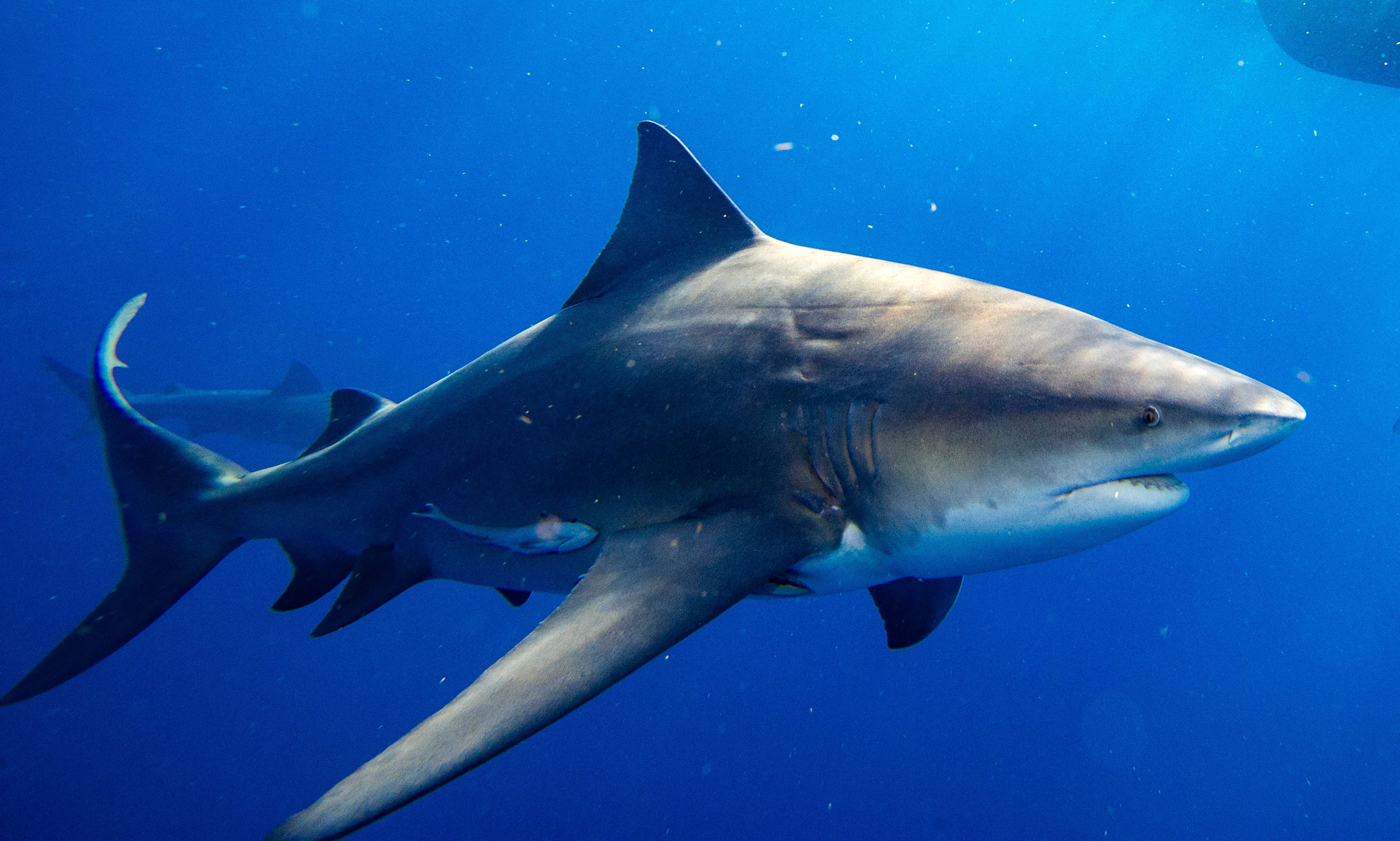 El tiburón toro es una de las especies menos frecuentes en las aguas que rodean las Islas Turcas y Caicos