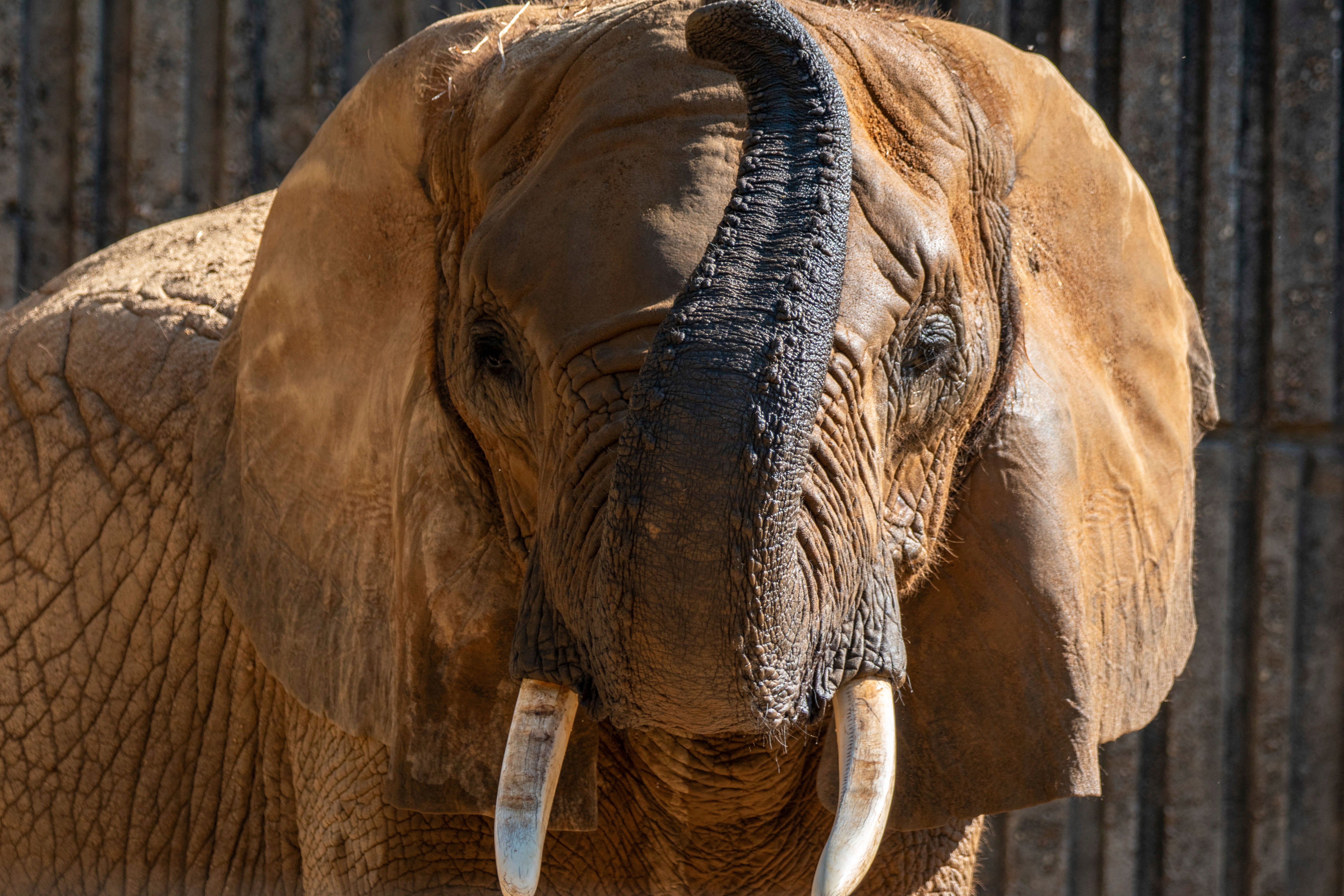 SAN VALENTÍN-LA REVANCHA