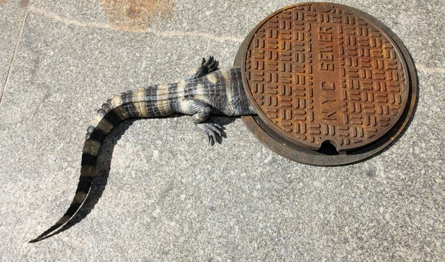 <p>Caimán entrando en un desagüe de Nueva York </p>