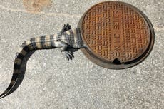 Científicos “sorprendidos” al encontrar alcantarillas repletas de caimanes en Florida