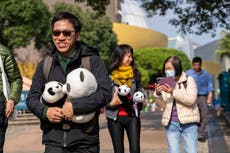 Unos cachorros de panda gemelos hacen su debut ante el público en Hong Kong