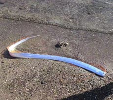 Hallan un inusual pez remo de aguas profundas en costa de las Islas Canarias