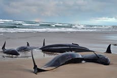 Más de 150 falsas orcas están varadas en una playa del estado de Tasmania, Australia