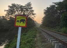 Seis elefantes mueren al ser embestidos por tren en Sri Lanka