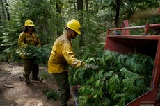 Cómo despidos masivos de Trump aumentan riesgo de incendio en oeste de EEUU, según operarios cesados