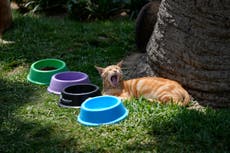 Inician campaña para juntar comida para 250 gatos que viven en parque de distrito turístico de Perú