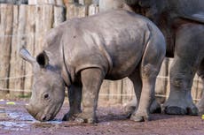 Nova, una bebé de rinoceronte blanco, hace su debut público en el zoológico Pairi Daiza de Bélgica