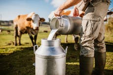 Brote de E. coli en Florida estaría relacionado con leche cruda no pasteurizada