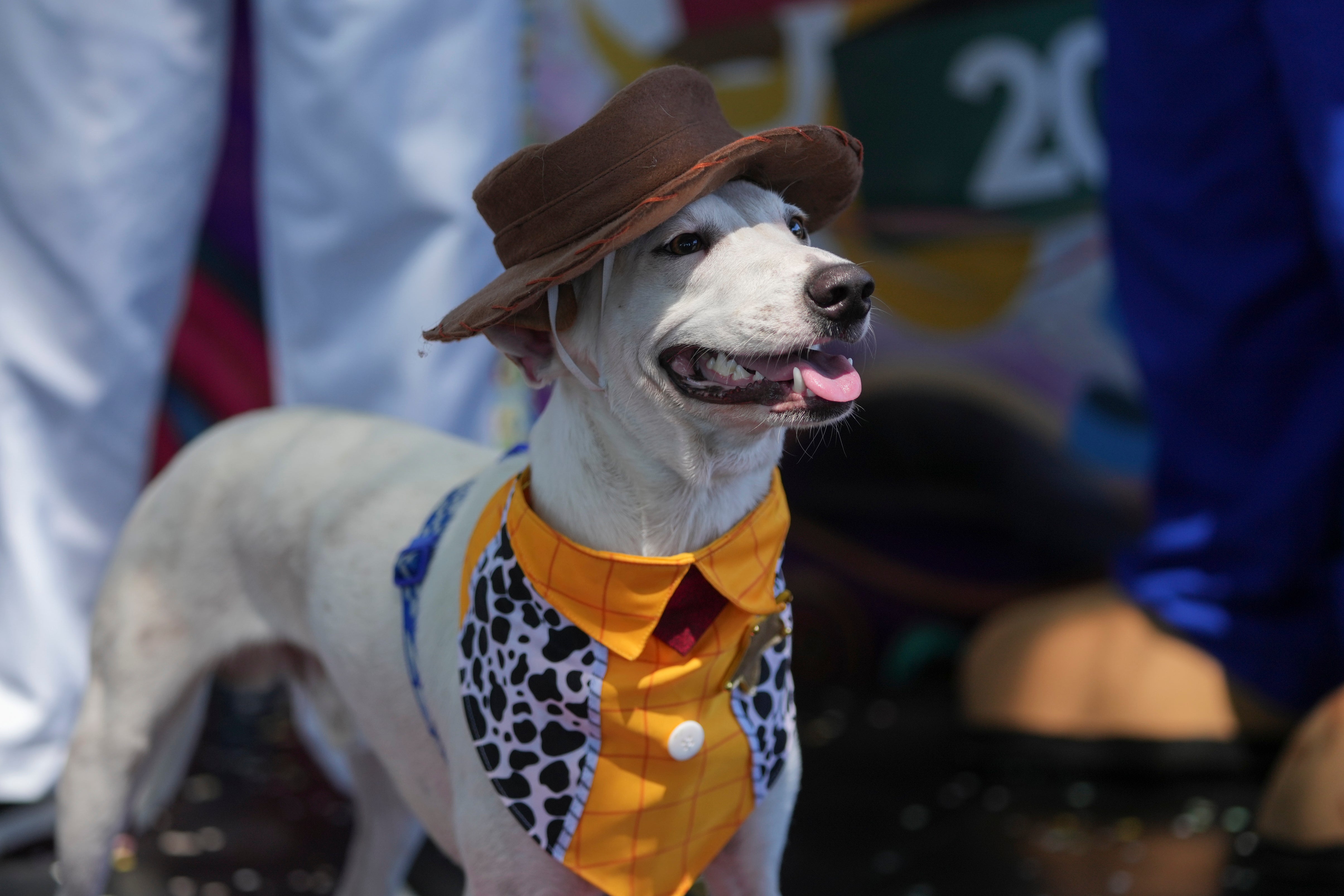 BRASIL CARNAVAL PERROS