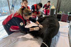 Rocky, oso rescatado de abuso animal en el este de Pakistán, es trasladado para tratamiento médico