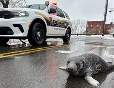 Muere cría de foca que fue rescatada de una calle de Connecticut