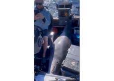 Todo estaba tranquilo. De repente, un delfín de 400 kilos cae sobre su barco