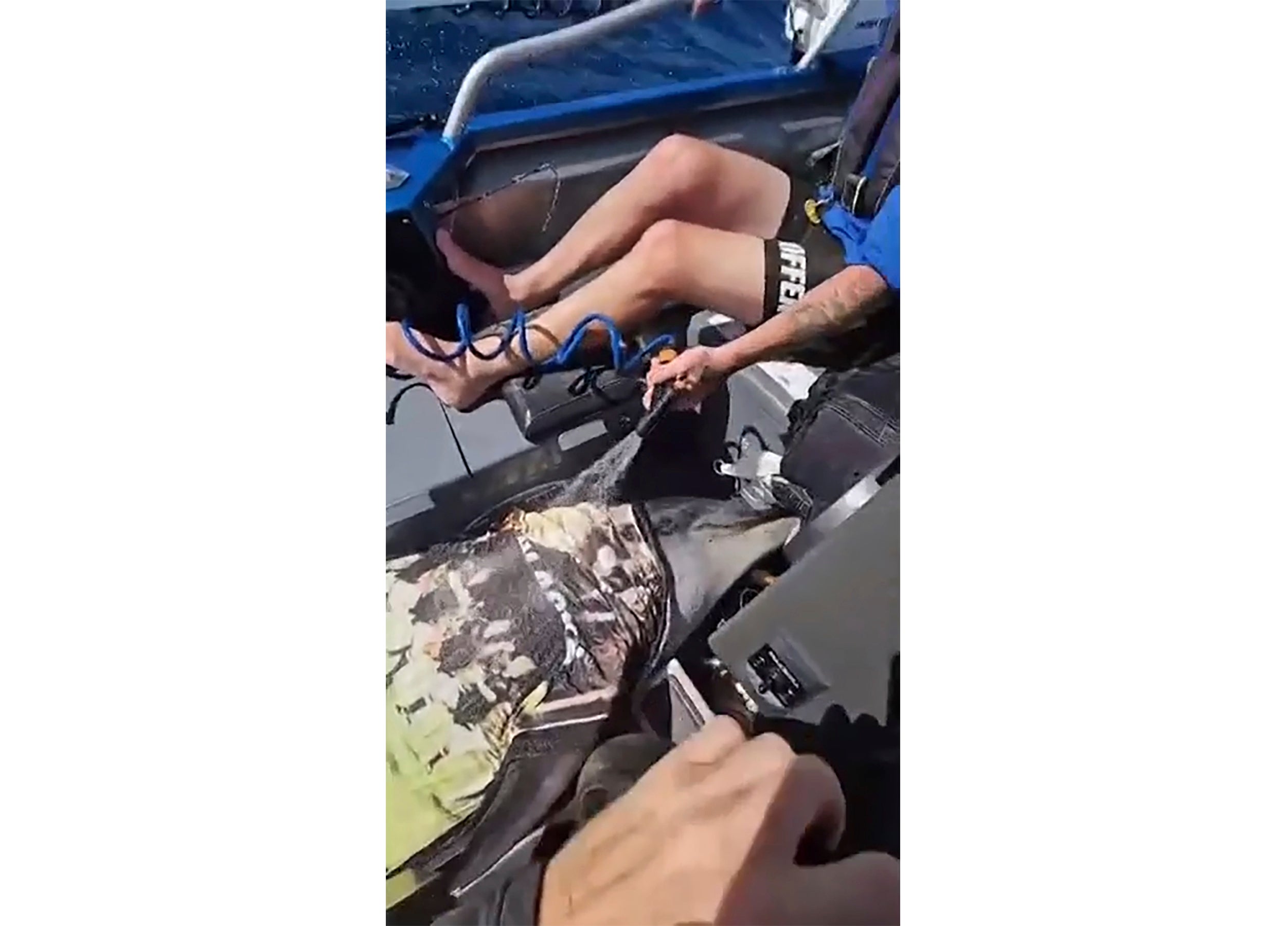 NUEVA ZELANDA-DELFÍN-BOTE