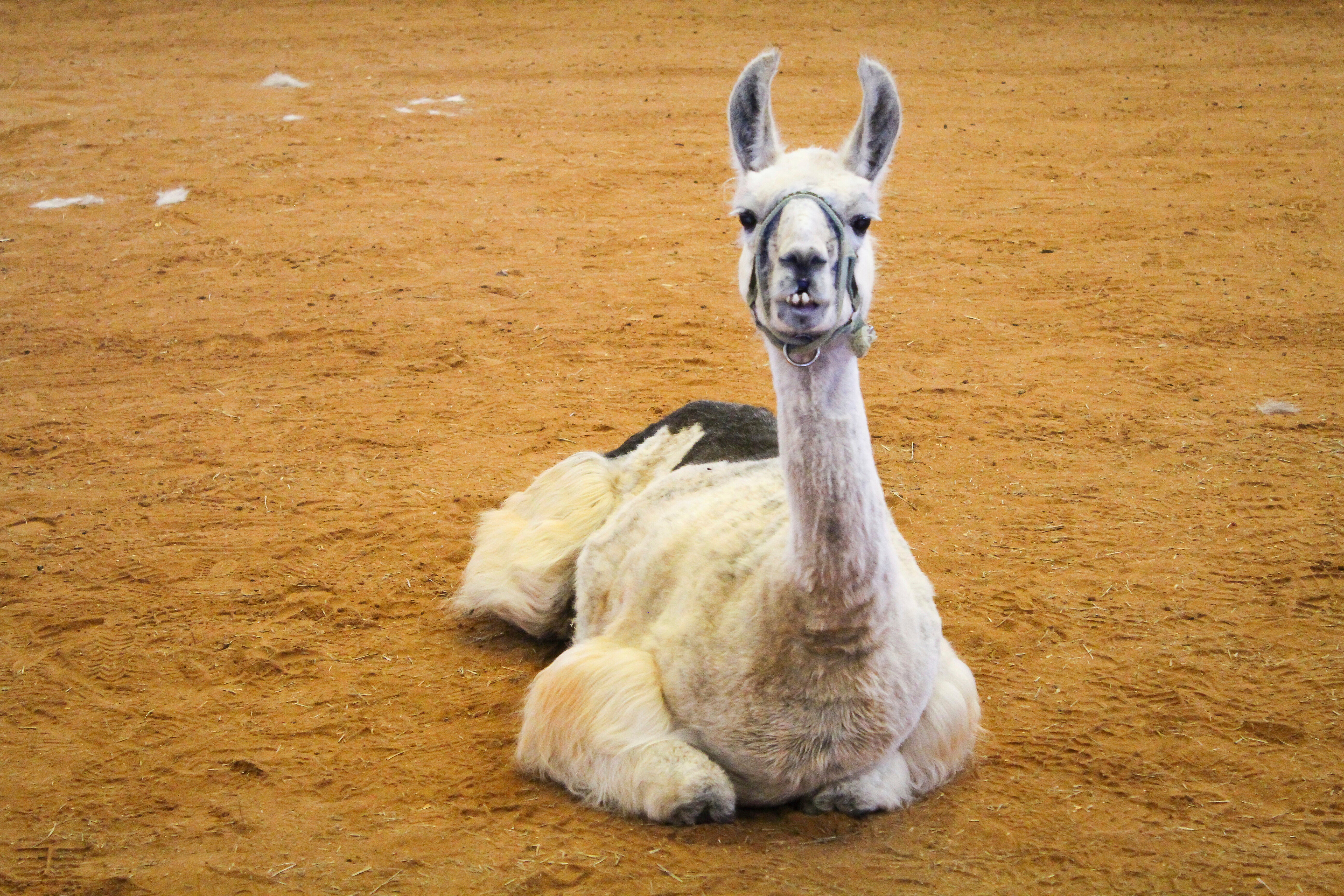 AMN-GEN EEUU-LLAMA MÁS VIEJA DEL MUNDO