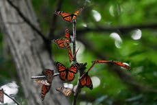 Población de mariposas monarcas se recupera y duplica sus áreas en México