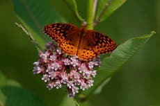 Primer análisis nacional revela que las mariposas de EEUU desaparecen a un ritmo "catastrófico"