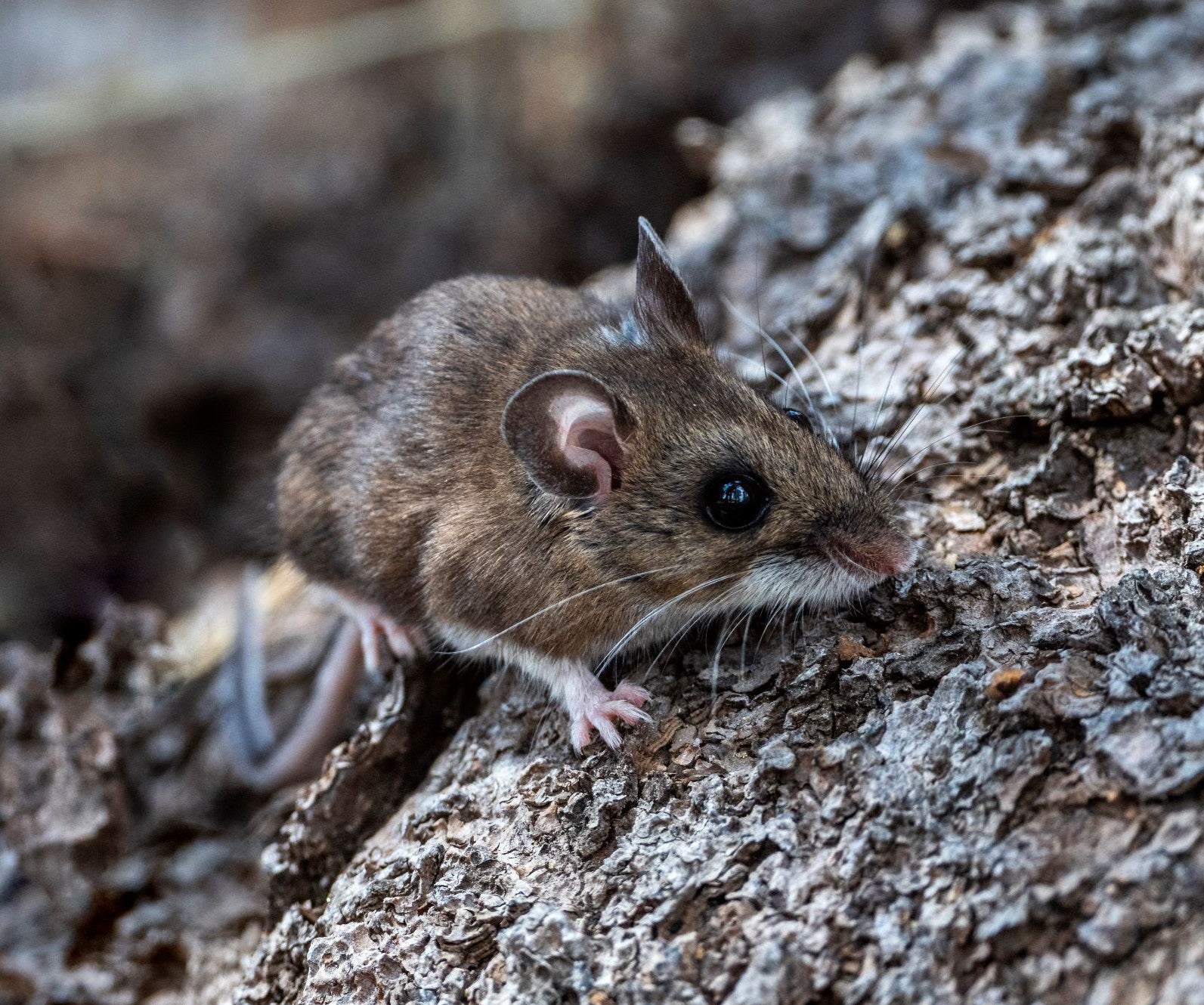 El hantavirus es un virus que se propaga a través de la orina, las heces o la saliva de roedores salvajes. Entre ellos se encuentran los ratones ciervos, que propagan el hantavirus