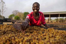 Café excelsa de Sudán del Sur podría ser el grano del futuro por su resistencia al cambio climático