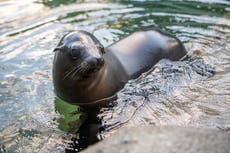 Una cría de león marino hace acrobacias de gimnasia rítmica en el estado de Washington