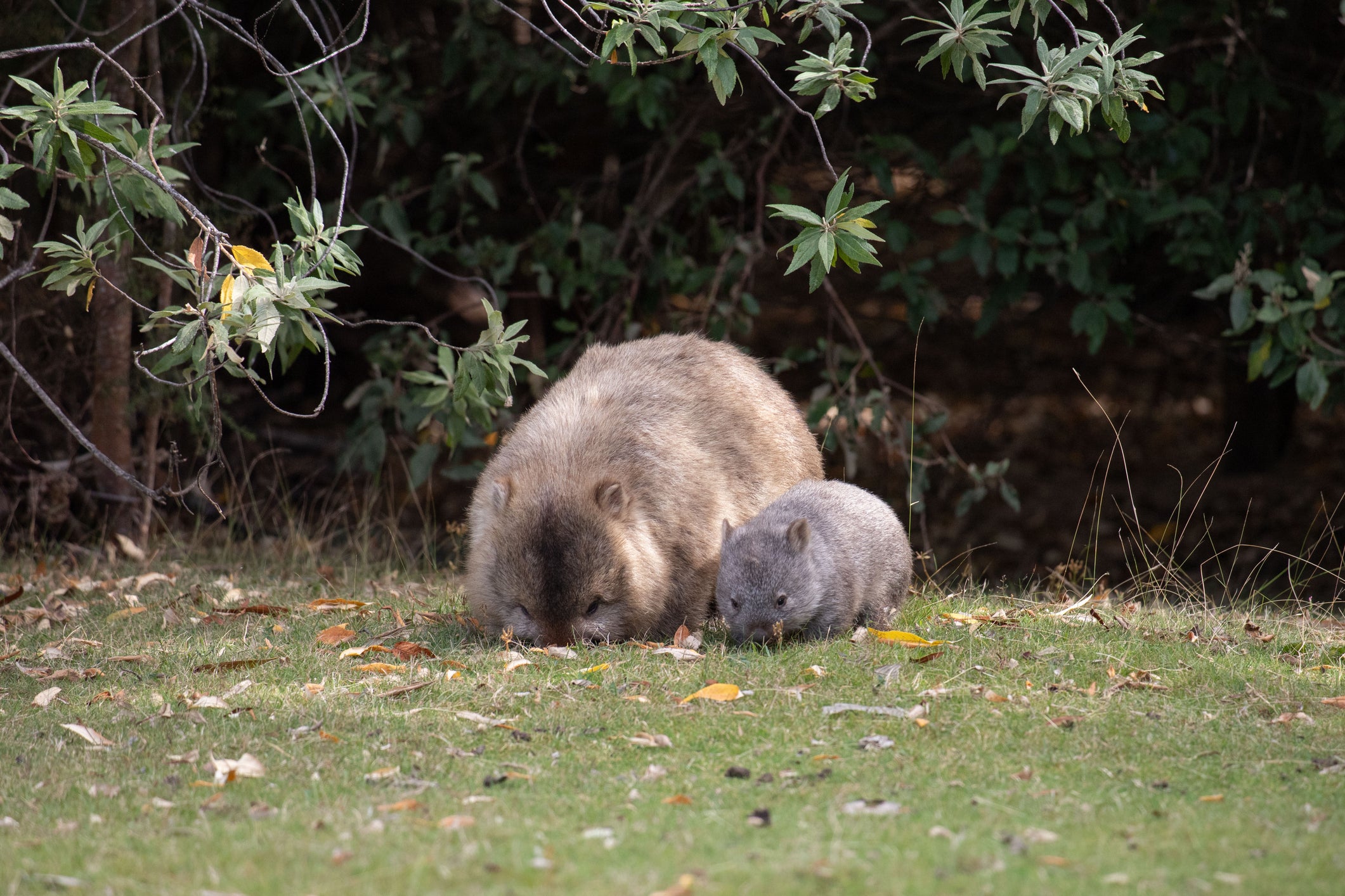 Los wómbats son marsupiales originarios de Australia (imagen de archivo)