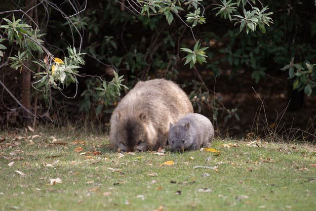 <p>Los wómbats son marsupiales originarios de Australia (imagen de archivo)</p>