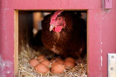 Vacunar aves de corral podría ayudar a reducir altos precios de los huevos, pero EEUU sigue dudando