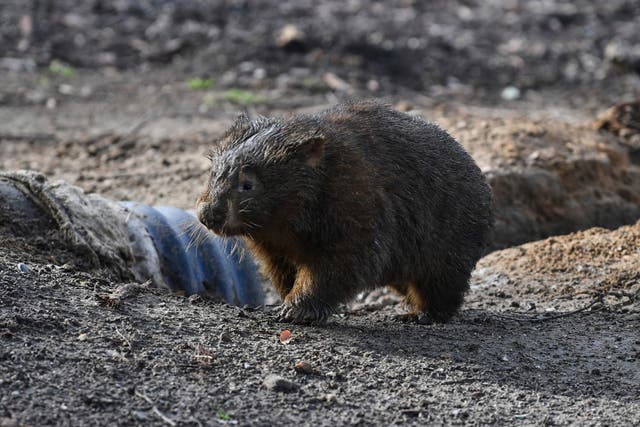 AUSTRALIA-WOMBAT