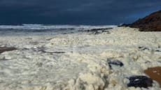 Surfistas enferman tras la aparición de una extraña espuma y peces muertos en playas australianas