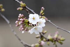 La agencia meteorológica de Japón anuncia el inicio de la floración de los cerezos en Tokio