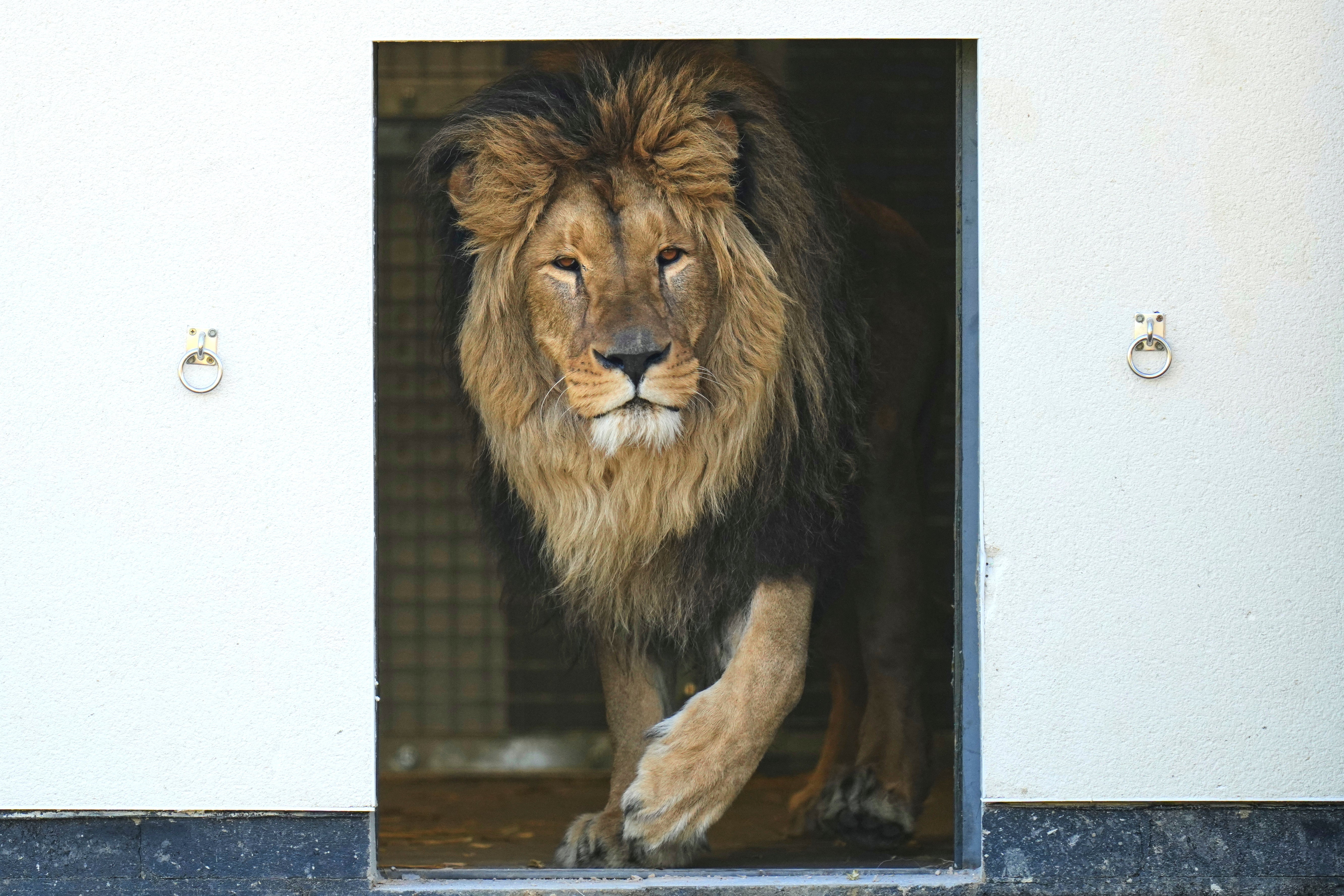 REINO UNIDO-UCRANIA-LEONES-FOTOGALERÍA