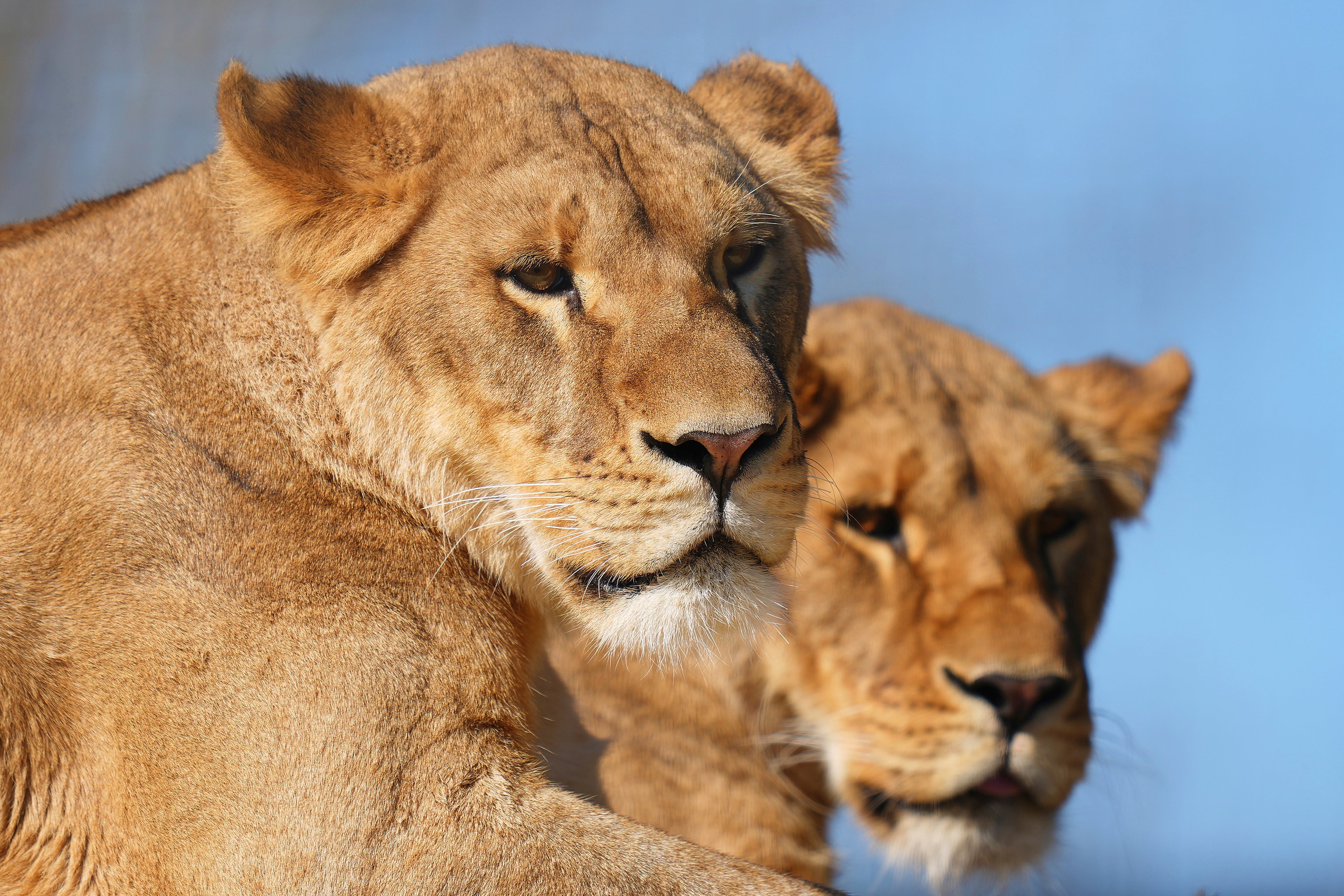 REINO UNIDO-UCRANIA-LEONES-FOTOGALERÍA