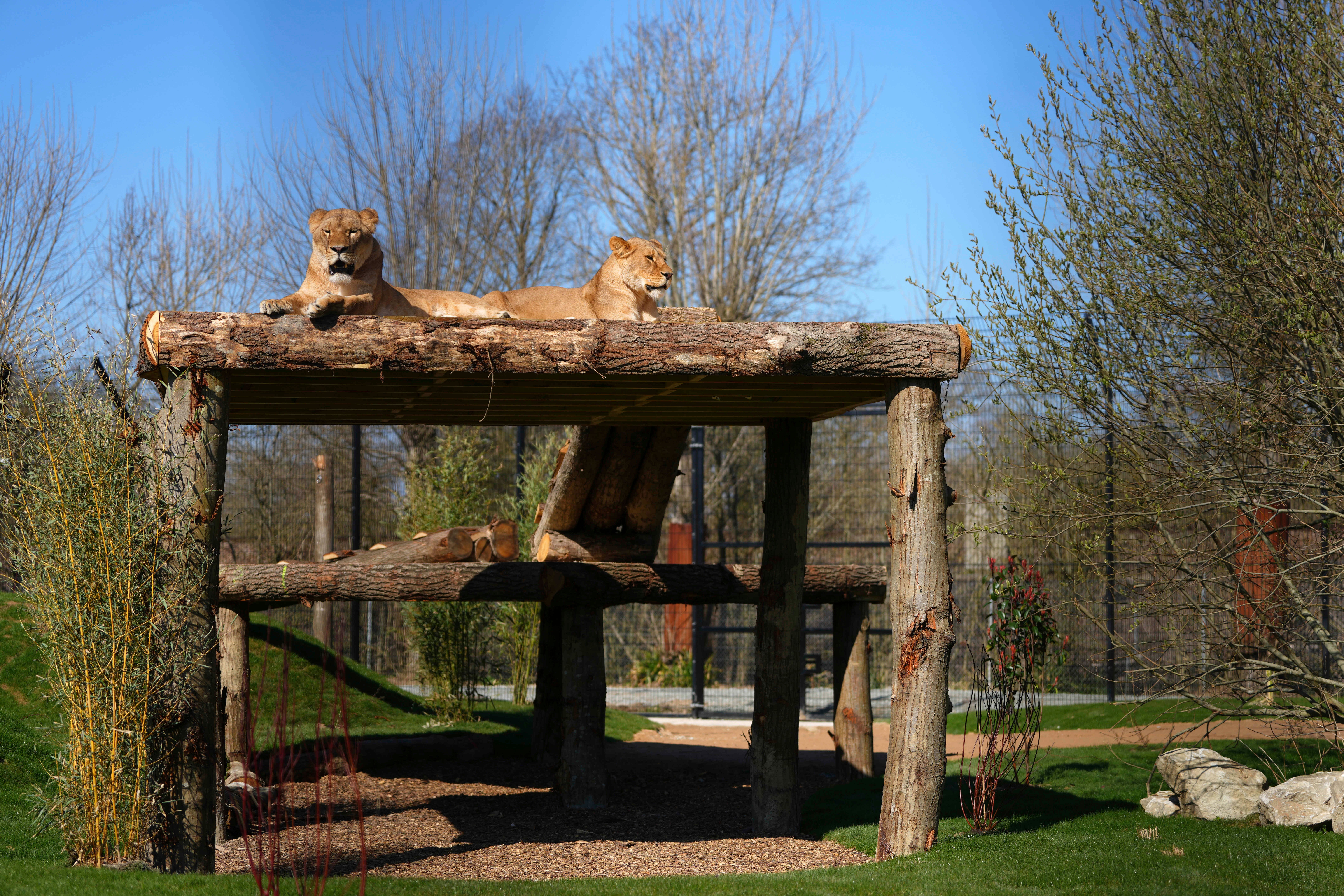 REINO UNIDO-UCRANIA-LEONES-FOTOGALERÍA