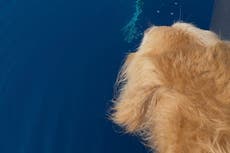 Perra de una capitana que perdió sus barcos en incendio de Lahaina ladra de alegría al ver ballenas