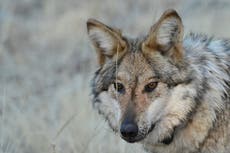 Mascotas robadas y muertes de ganado atribuidas a lobos generan alarma en Nuevo México