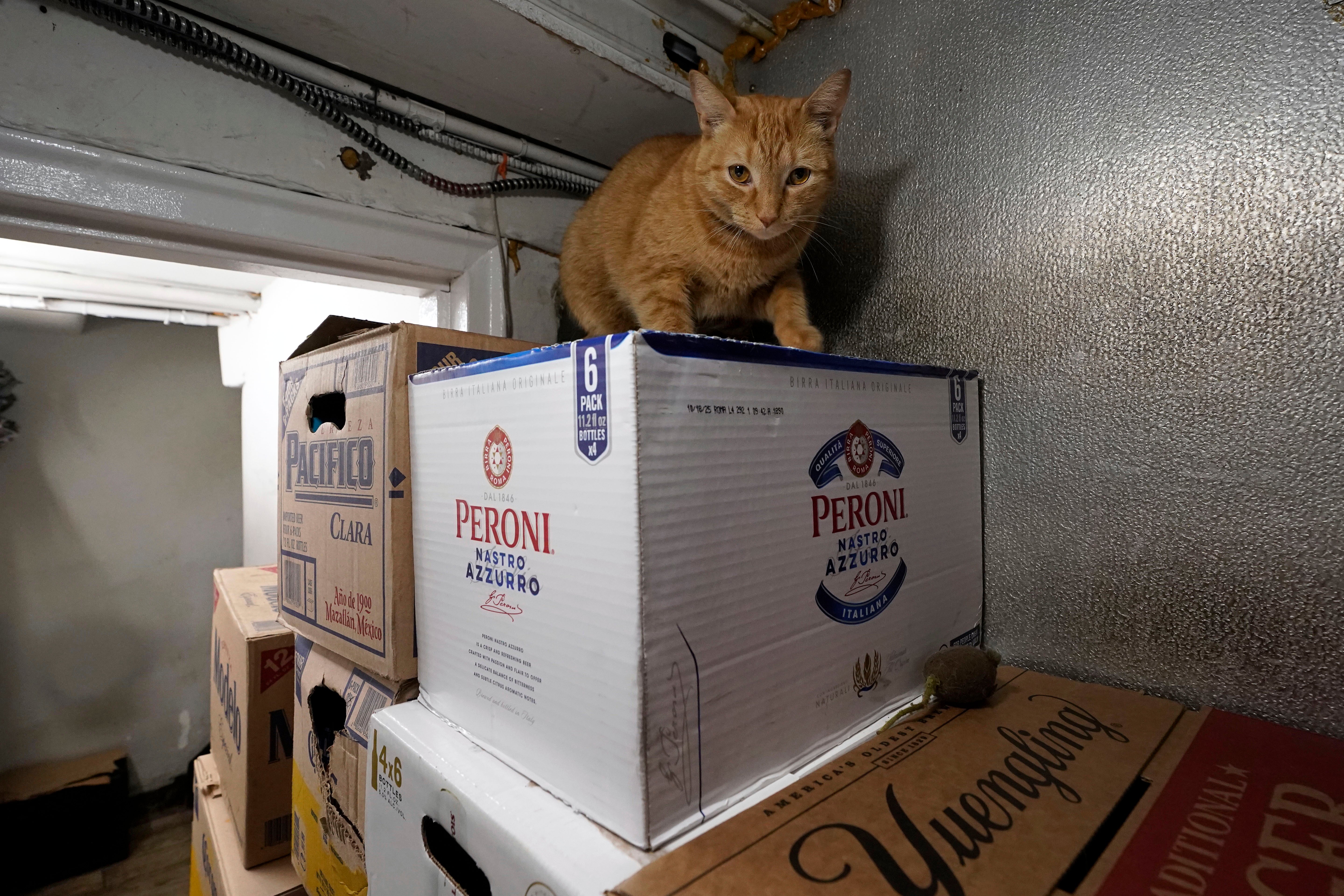 NY-GATOS DE ALMACÉN