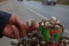 En Túnez, los caracoles son alternativa a la carne roja