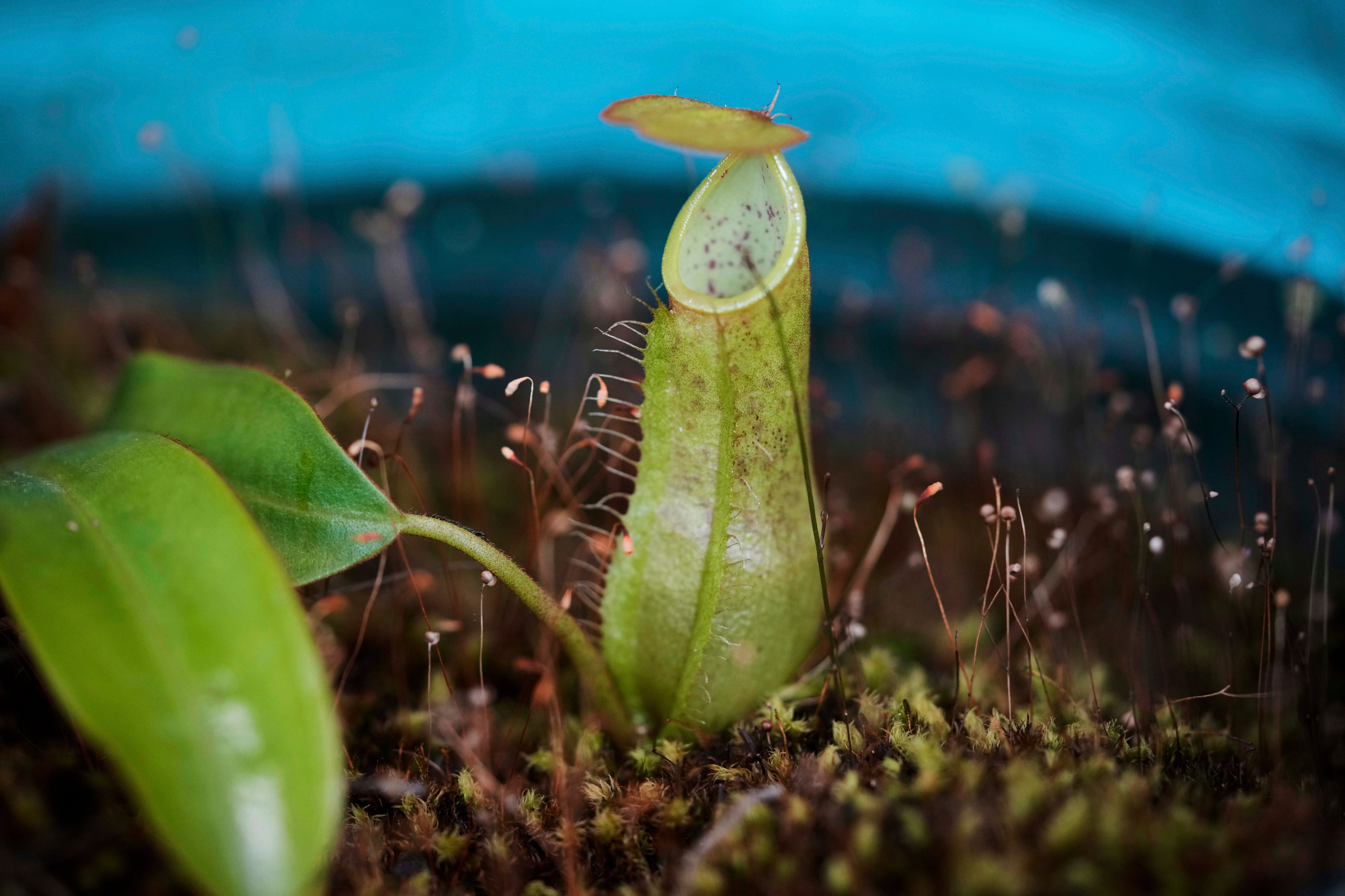 COLOMBIA-PLANTAS CARNÍVORAS-FOTOGALERIA