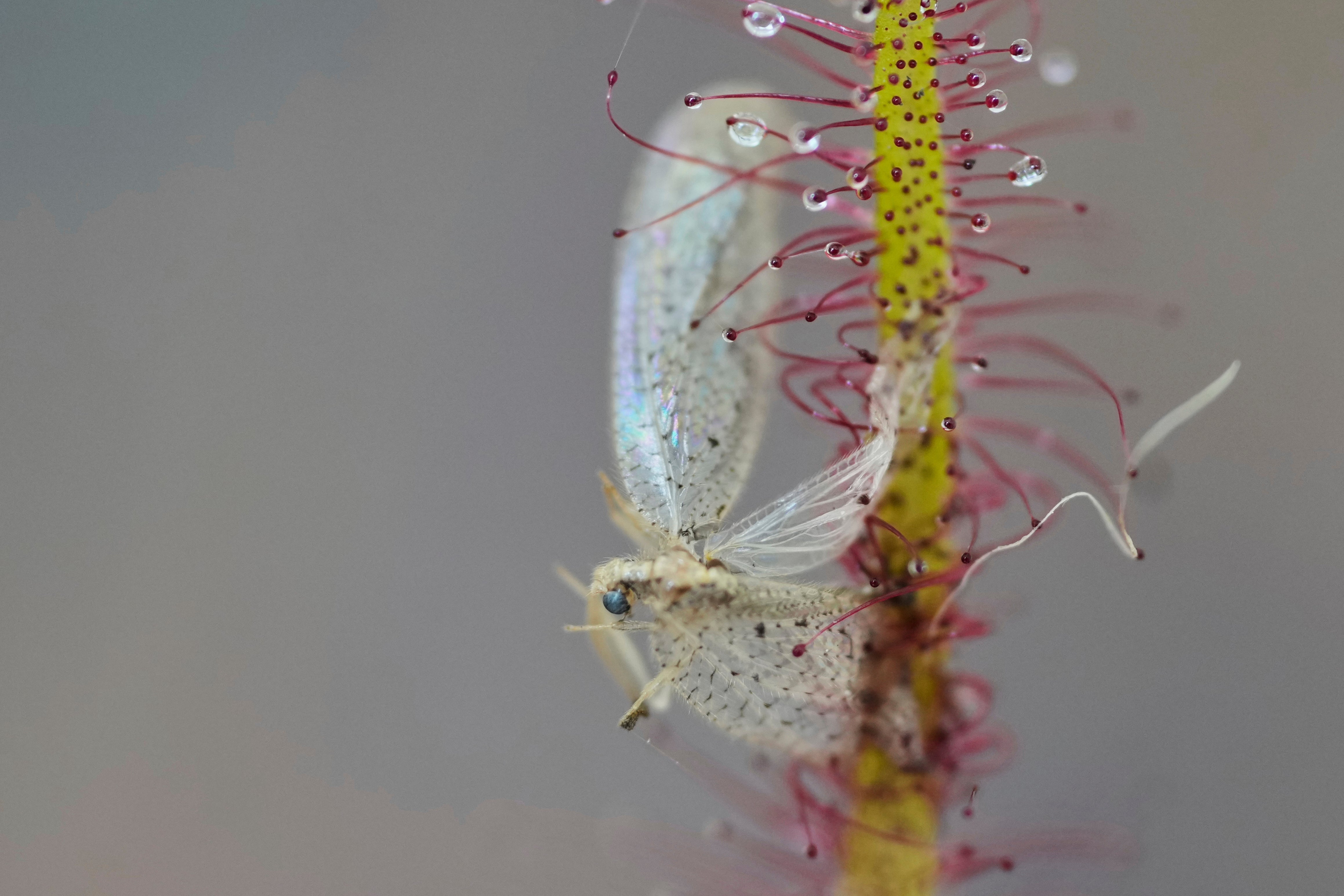 COLOMBIA-PLANTAS CARNÍVORAS-FOTOGALERIA