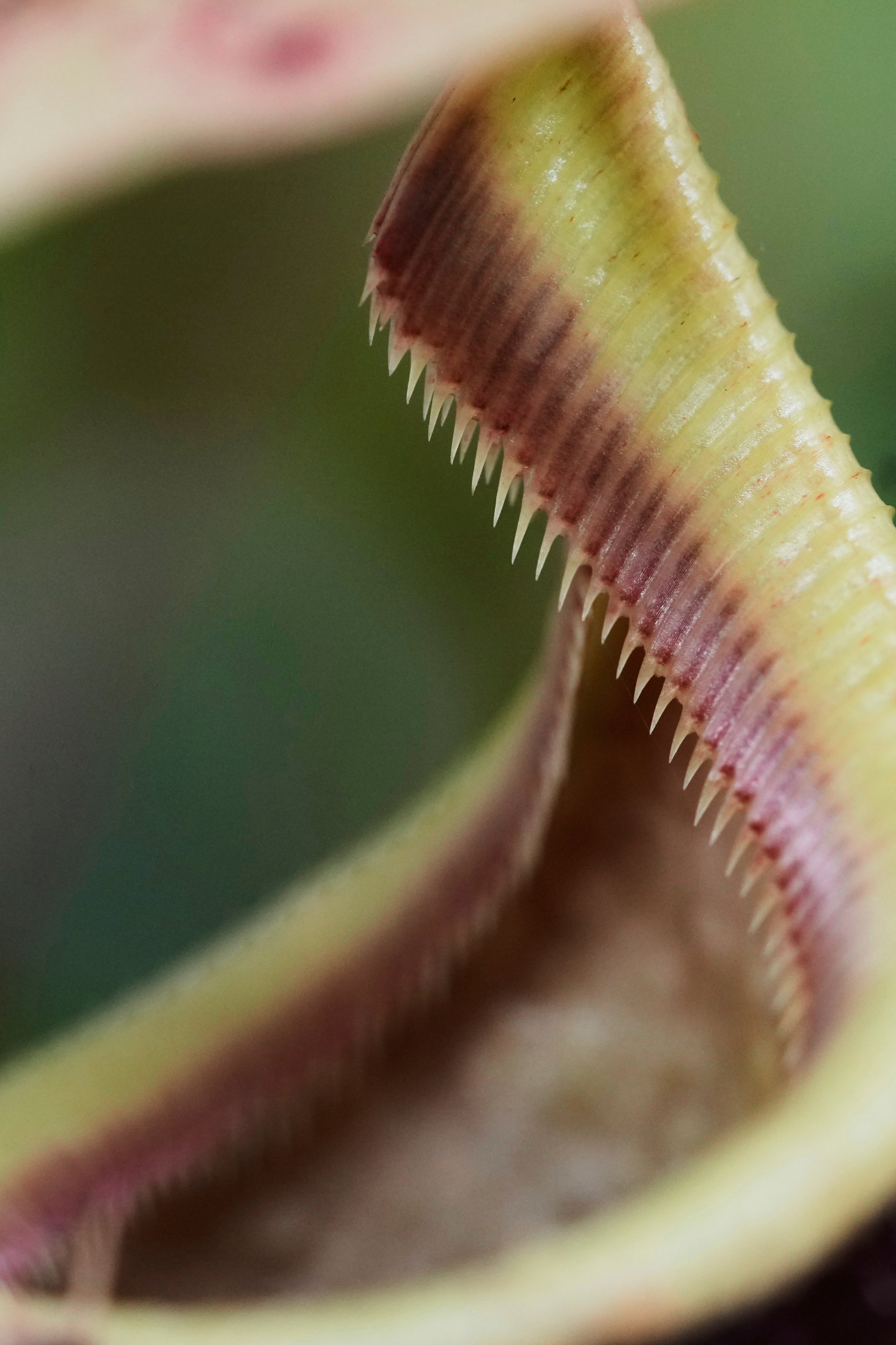 COLOMBIA-PLANTAS CARNÍVORAS-FOTOGALERIA
