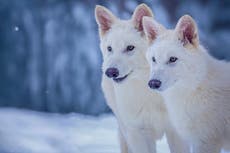 Científicos modifican lobos genéticamente para presentar rasgos de especie extinta de lobo gigante