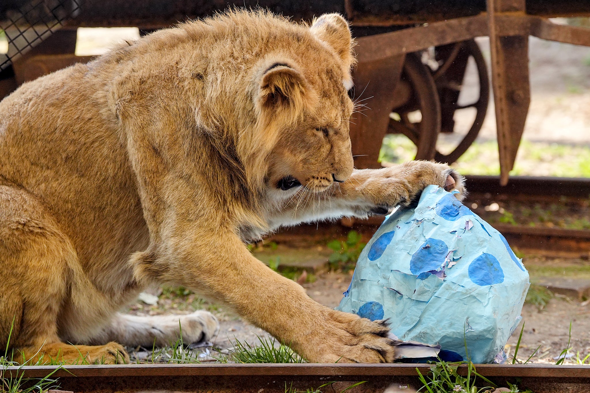 Leones atacan y matan a cuidador ante la mirada del público en Bangkok