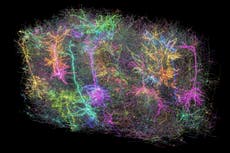 Científicos mapean una parte del cerebro de un ratón tan compleja que parece una galaxia