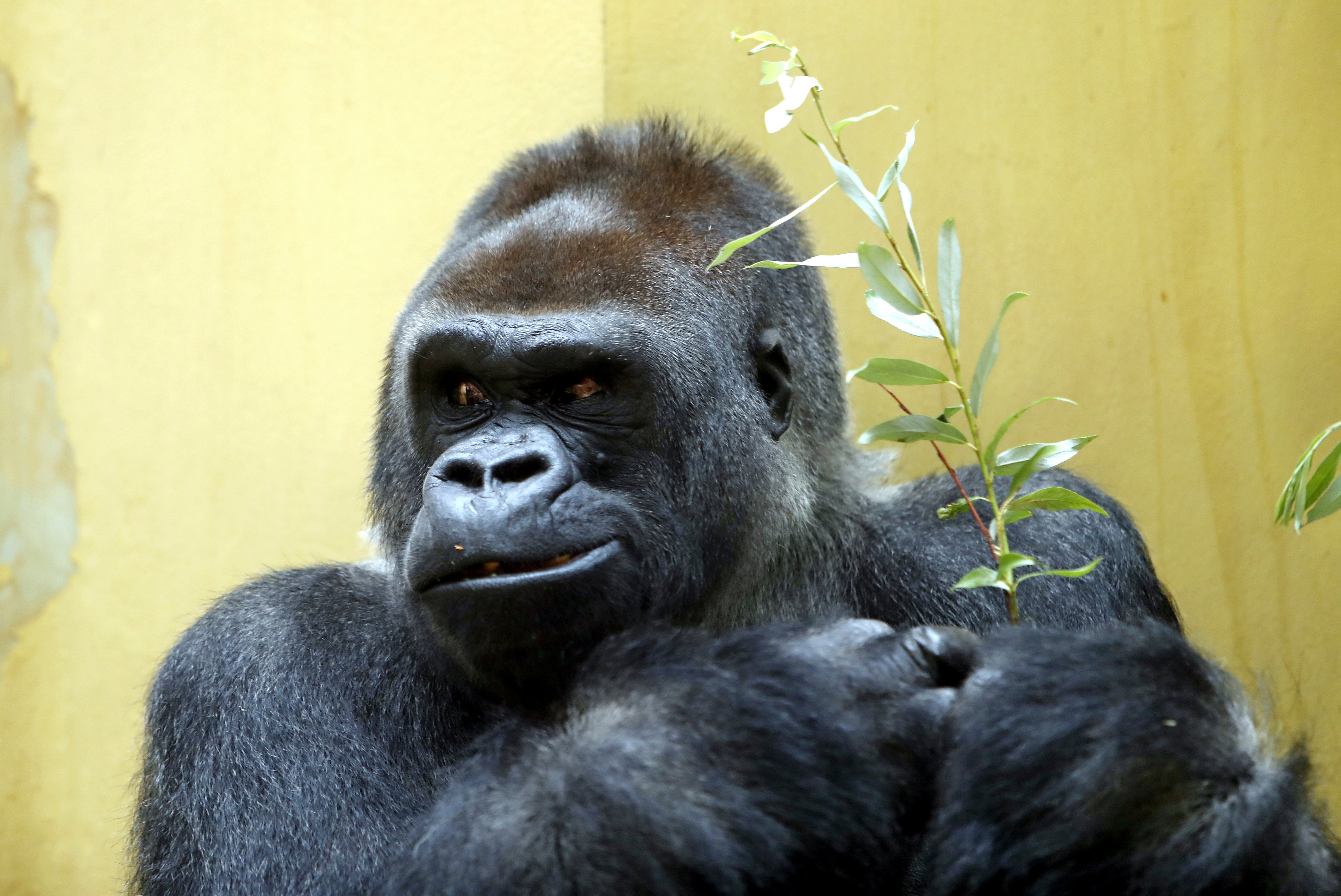 N'Gola, el macho de espalda plateada del grupo de gorilas del zoológico de Zúrich, cumplió 40 años en 2017