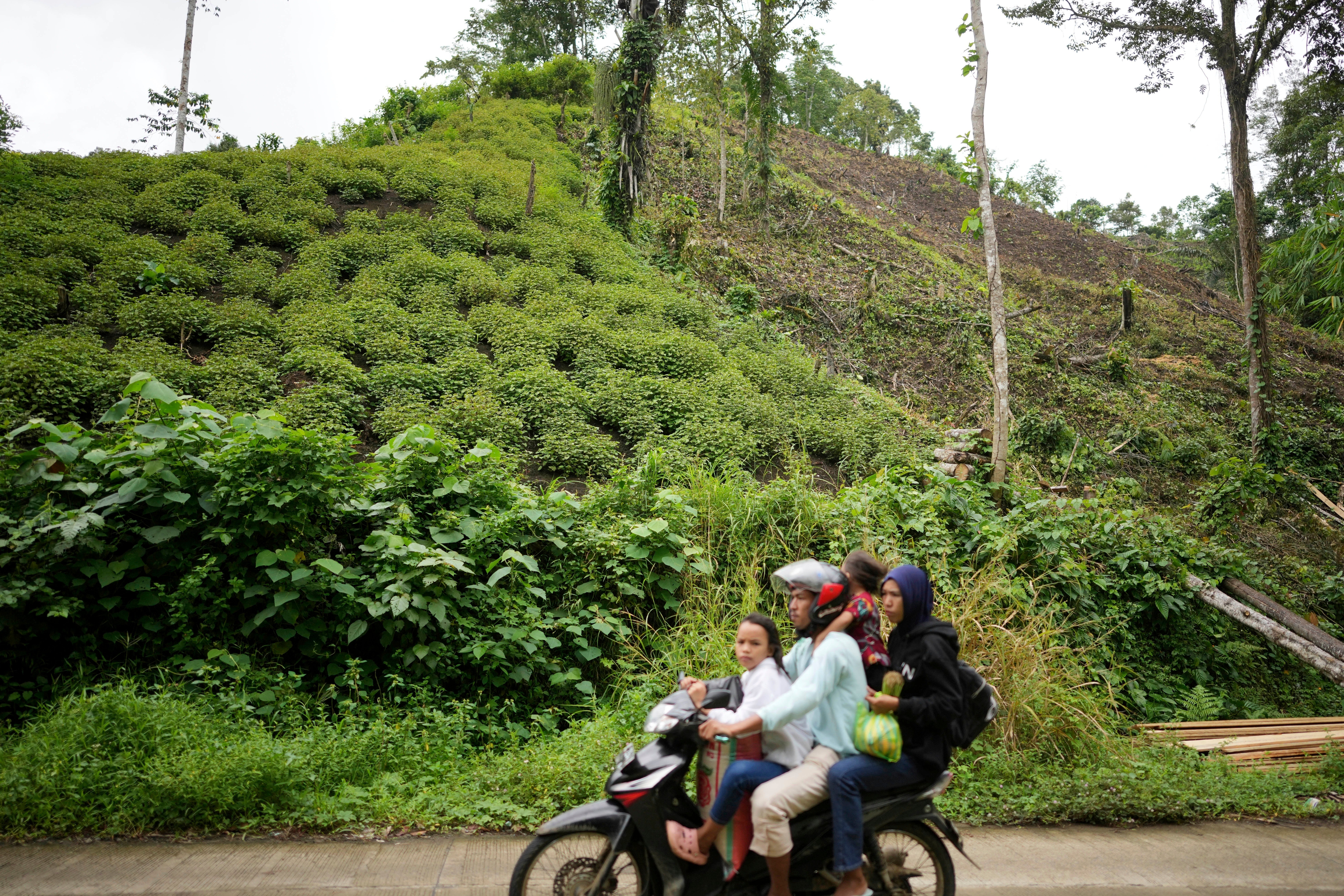 INDONESIA-DEFORESTACIÓN-ACEITE DE PACHULI