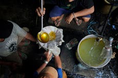 La creciente demanda de aceite de pachulí impulsa a la industria en Indonesia, pero ¿a qué costo?