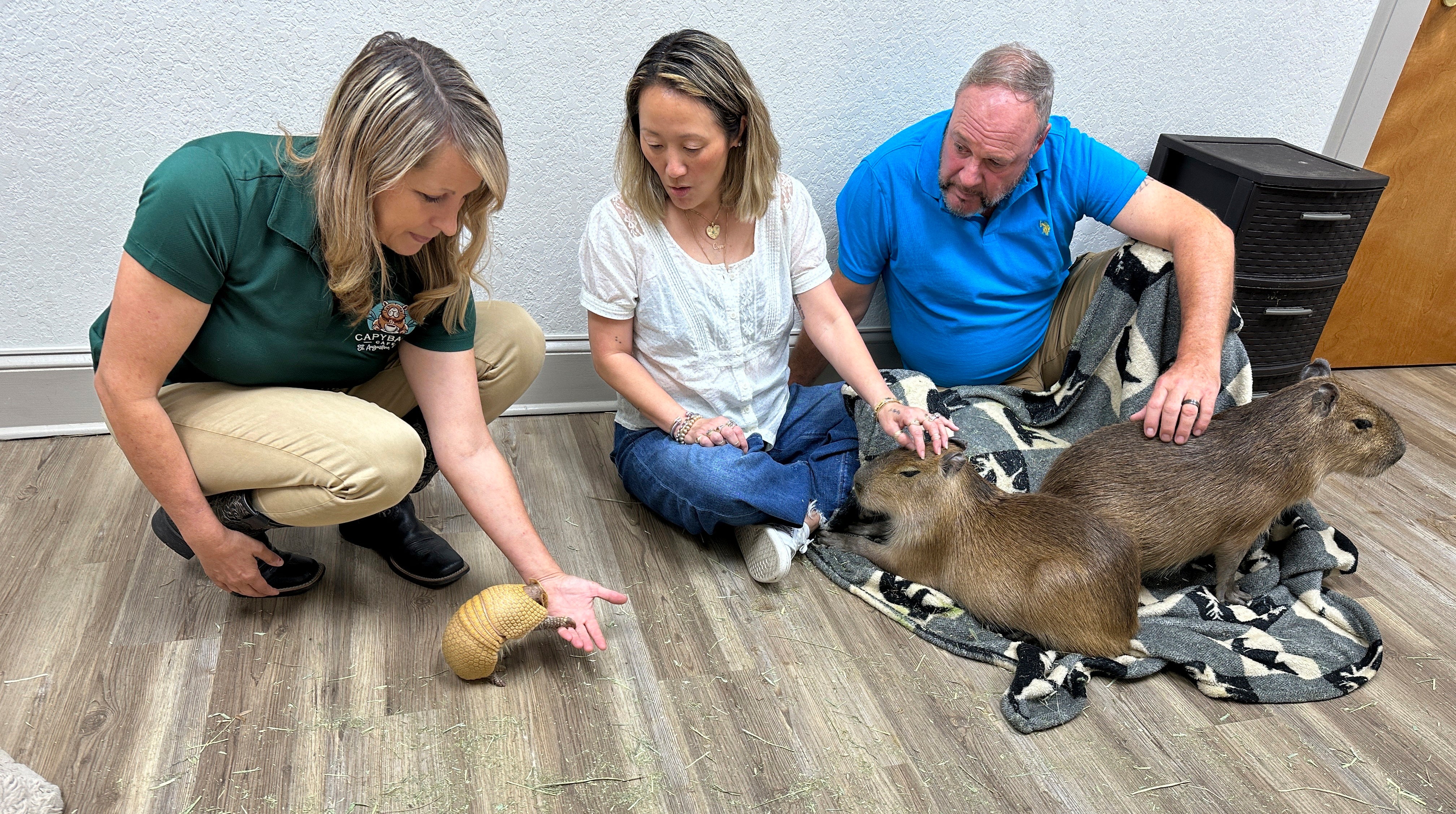 Visitantes acarician a roedores gigantes en el Capybara Cafe de Florida